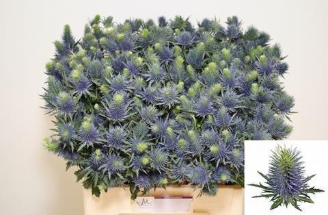 Срезанные цветы оптом Eryngium supernova от 40шт из Голландии с доставкой по России