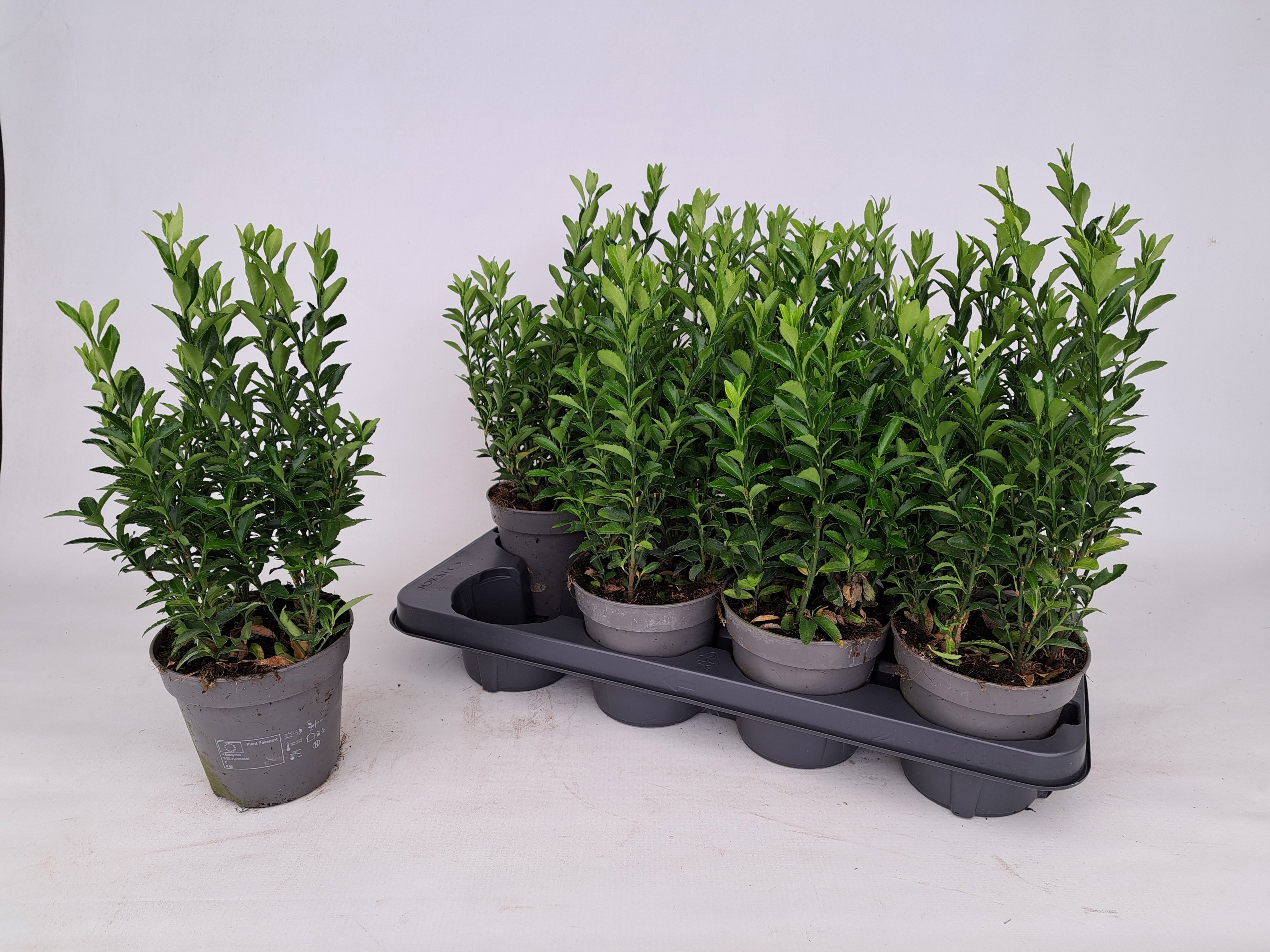 Горшечные цветы и растения оптом Euonymus Ja Gr Spire от 8шт из Голландии с доставкой по России