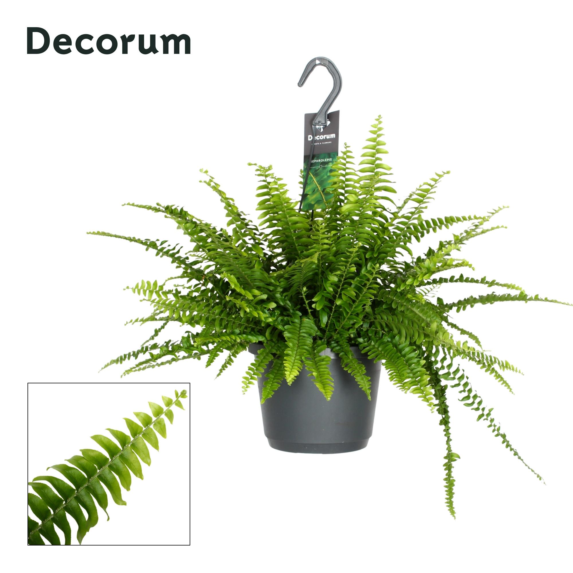 Горшечные цветы и растения оптом Nephrolepis Exaltata Green Lady Hangpot (decorum) от 6шт из Голландии с доставкой по России