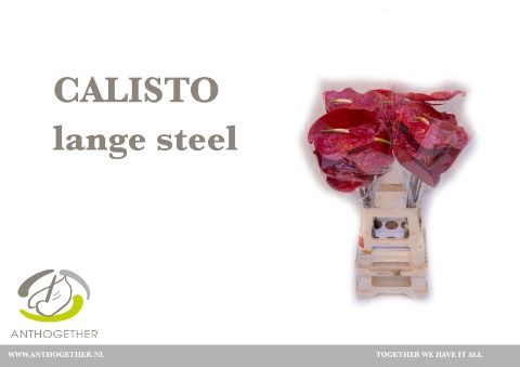 Срезанные цветы оптом Anthurium calisto от 20шт из Голландии с доставкой по России