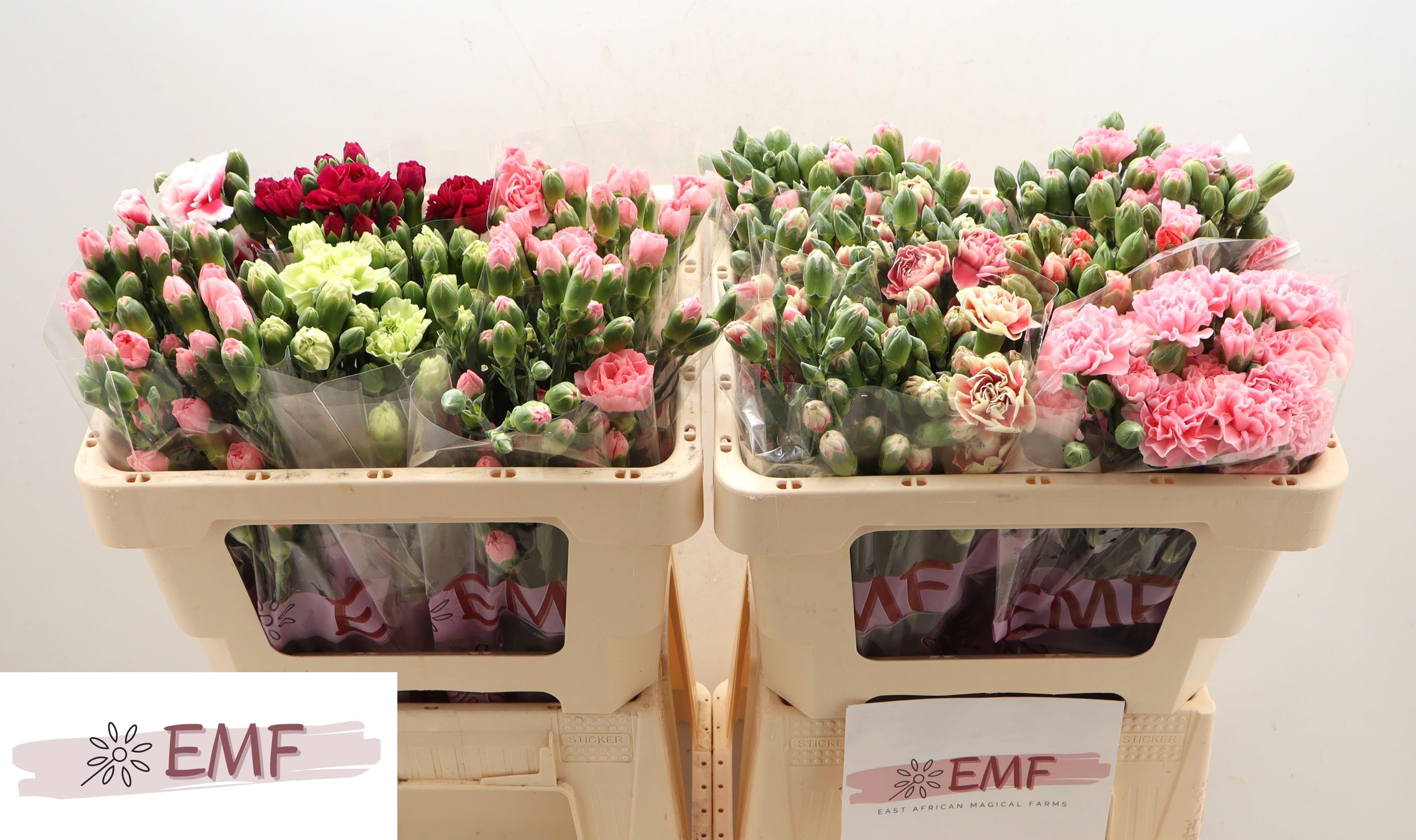 Срезанные цветы оптом Dianthus sp mix in bucket от 60шт из Голландии с доставкой по России