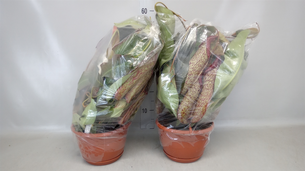 Горшечные цветы и растения оптом Nepenthes    ... от 1шт из Голландии с доставкой по России