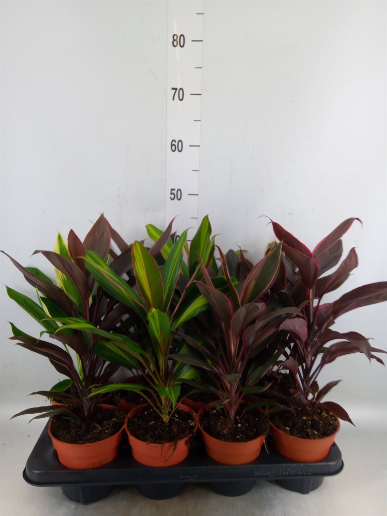 Горшечные цветы и растения оптом Cordyline   ...mix от 8шт из Голландии с доставкой по России