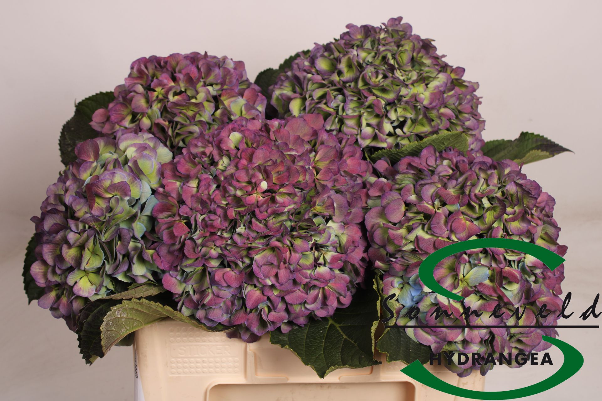 Срезанные цветы оптом Hydrangea от 5шт из Голландии с доставкой по России