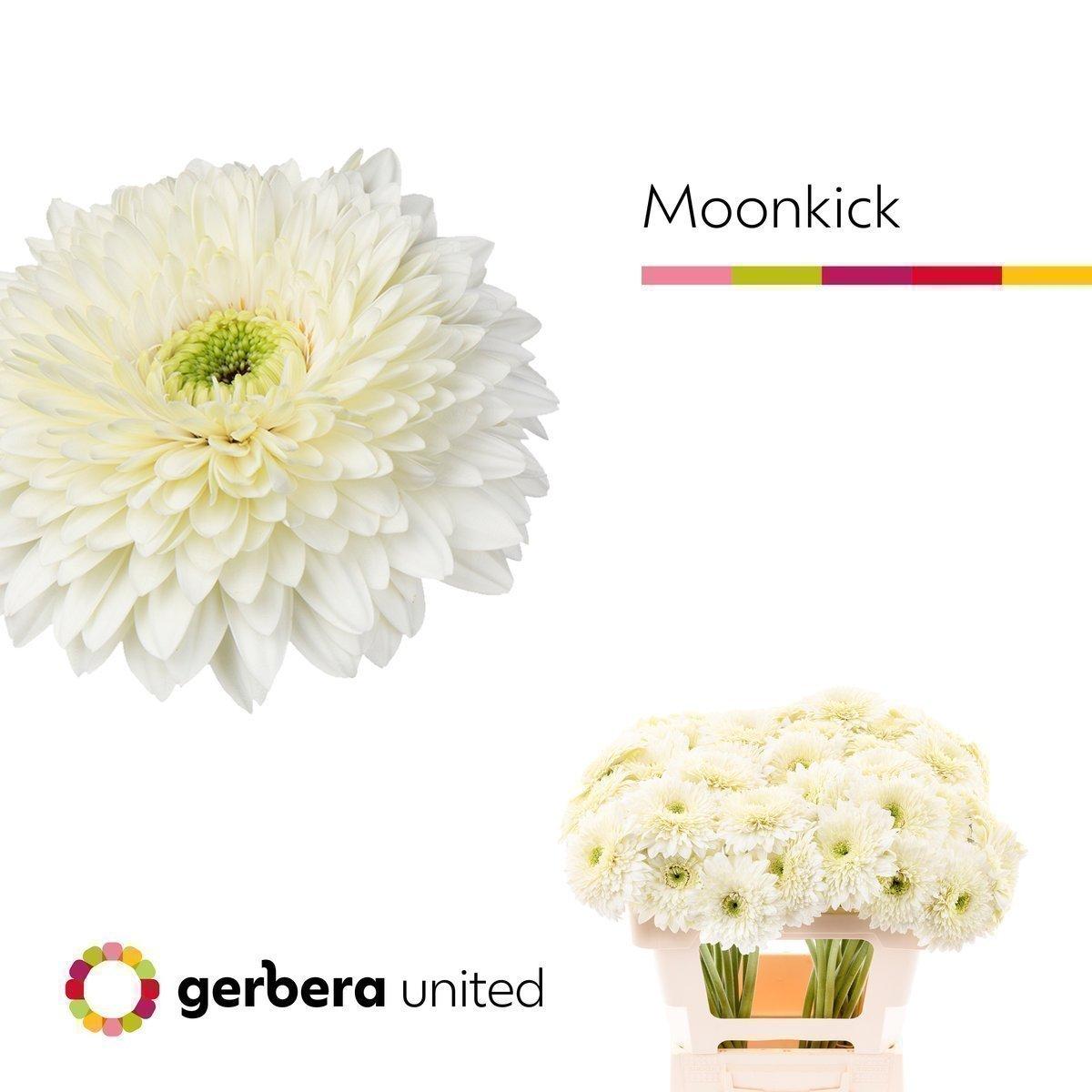 Срезанные цветы оптом Gerbera terra moon kick от 40шт из Голландии с доставкой по России