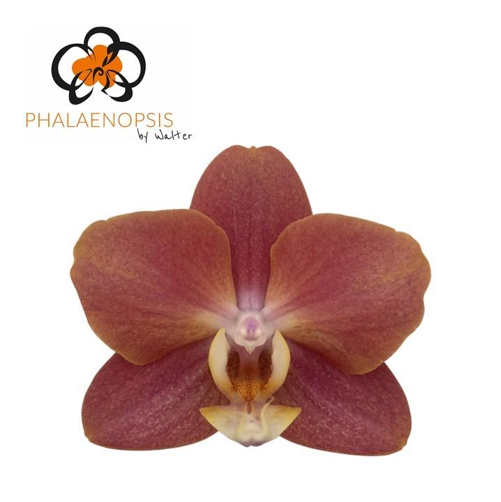 Срезанные цветы оптом Phalaenopsis horizon (per flower) от 25шт из Голландии с доставкой по России