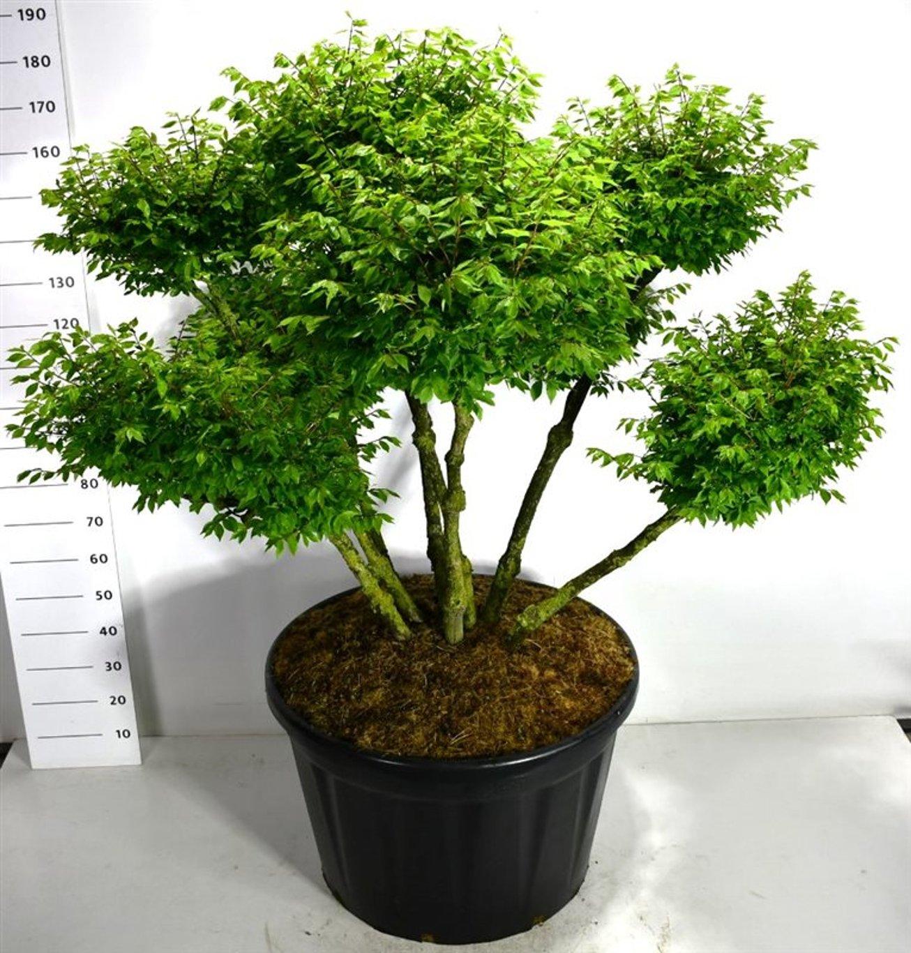 Горшечные цветы и растения оптом Euonymus Alat Compactus от 1шт из Голландии с доставкой по России