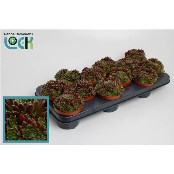 Горшечные цветы и растения оптом Sempervivum Corser от 9шт из Голландии с доставкой по России