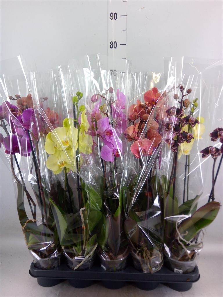 Горшечные цветы и растения оптом Phalaenopsis   ...mix от 10шт' из Голландии с доставкой по России