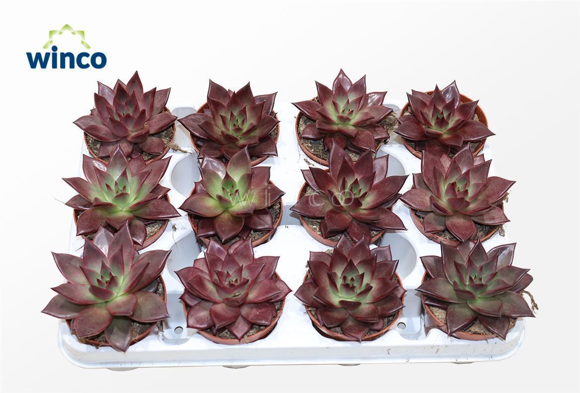 Горшечные цветы и растения оптом Echeveria Taurus от 18шт (для телеги) из Голландии с доставкой по России