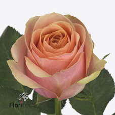 Срезанные цветы оптом Rosa large dividend от 60шт из Голландии с доставкой по России