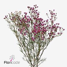 Срезанные цветы оптом Chamelaucium jupiter от 25шт из Голландии с доставкой по России