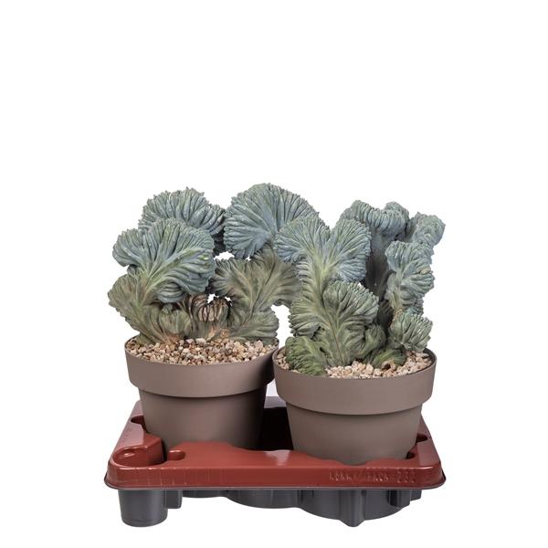 Горшечные цветы и растения оптом Myrtillocactus Geometrizans Crestato от 2шт из Голландии с доставкой по России