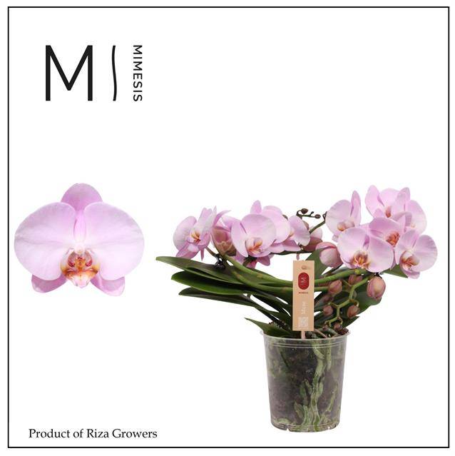 Горшечные цветы и растения оптом Phalaenopsis Muse Pink от 3шт из Голландии с доставкой по России