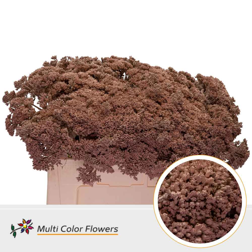 Срезанные цветы оптом Sedum paint caramel от 50шт из Голландии с доставкой по России