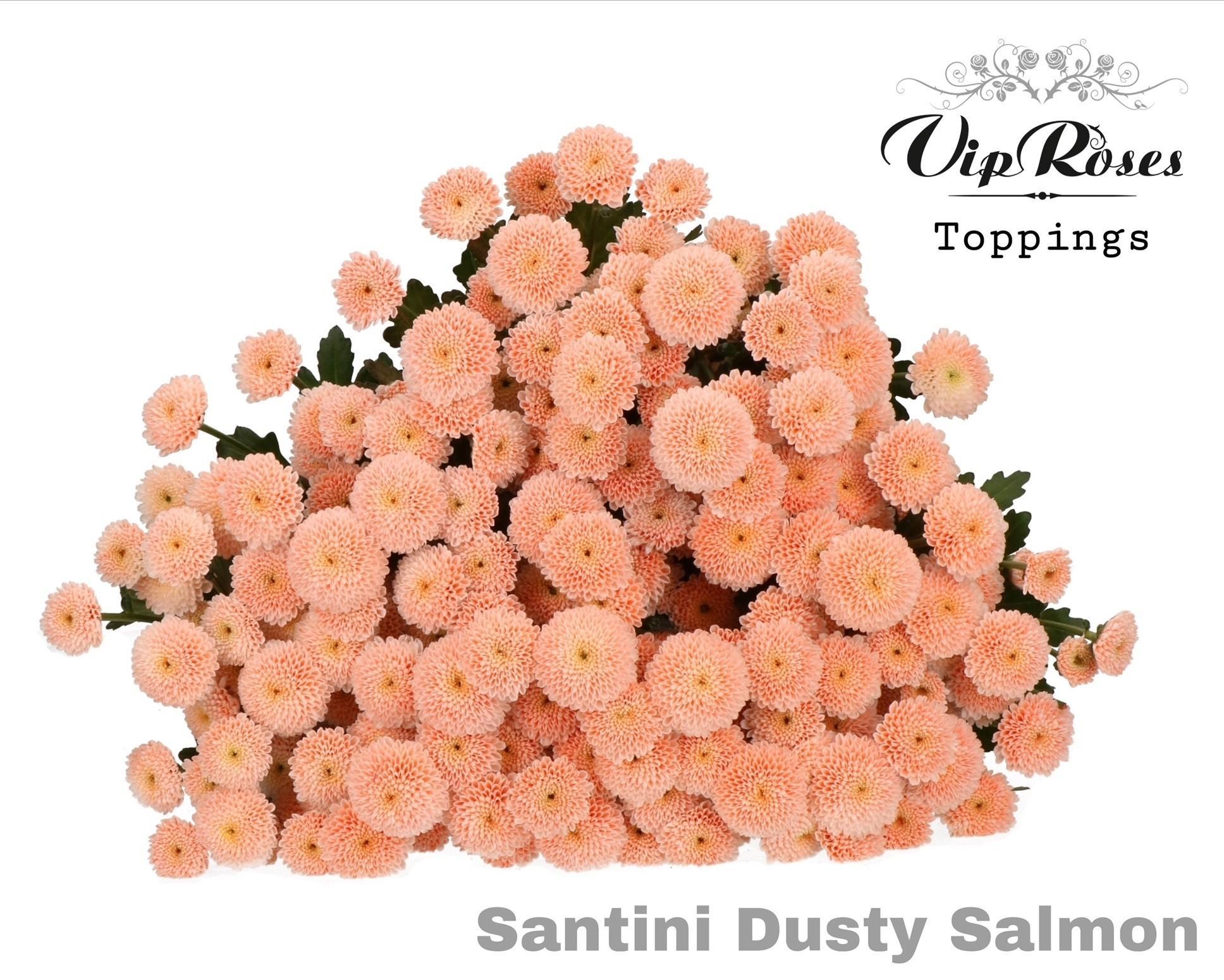 Срезанные цветы оптом Chrys sa paint dusty salmon от 50шт из Голландии с доставкой по России