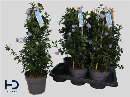 Горшечные цветы и растения оптом Cean Th Repens Outdoor от 6шт из Голландии с доставкой по России