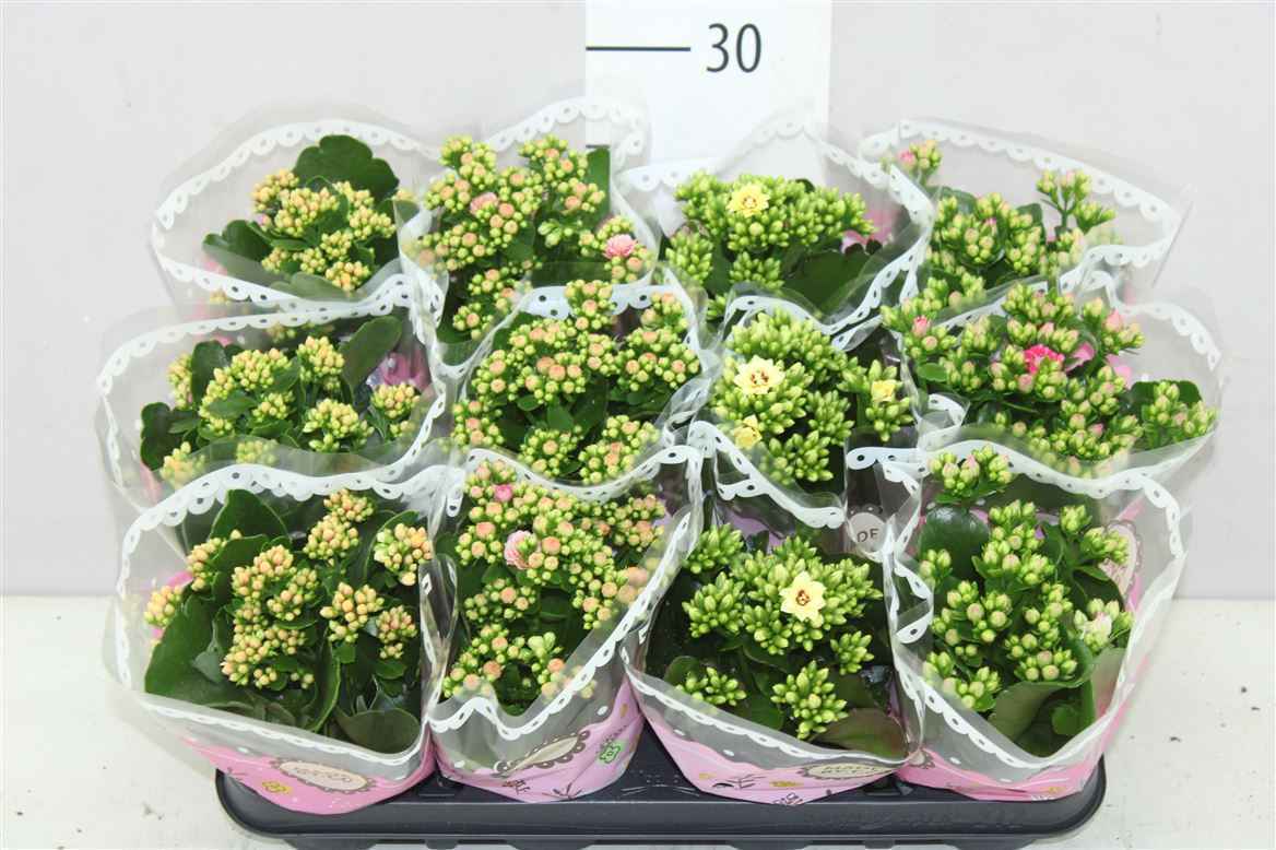 Горшечные цветы и растения оптом Kalanchoe Calandiva Mix Special от 12шт из Голландии с доставкой по России
