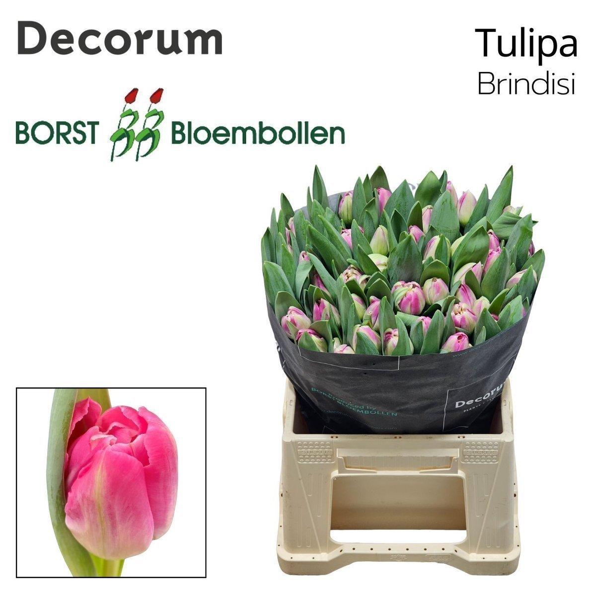 Срезанные цветы оптом Tulipa do brindisi от 50шт из Голландии с доставкой по России