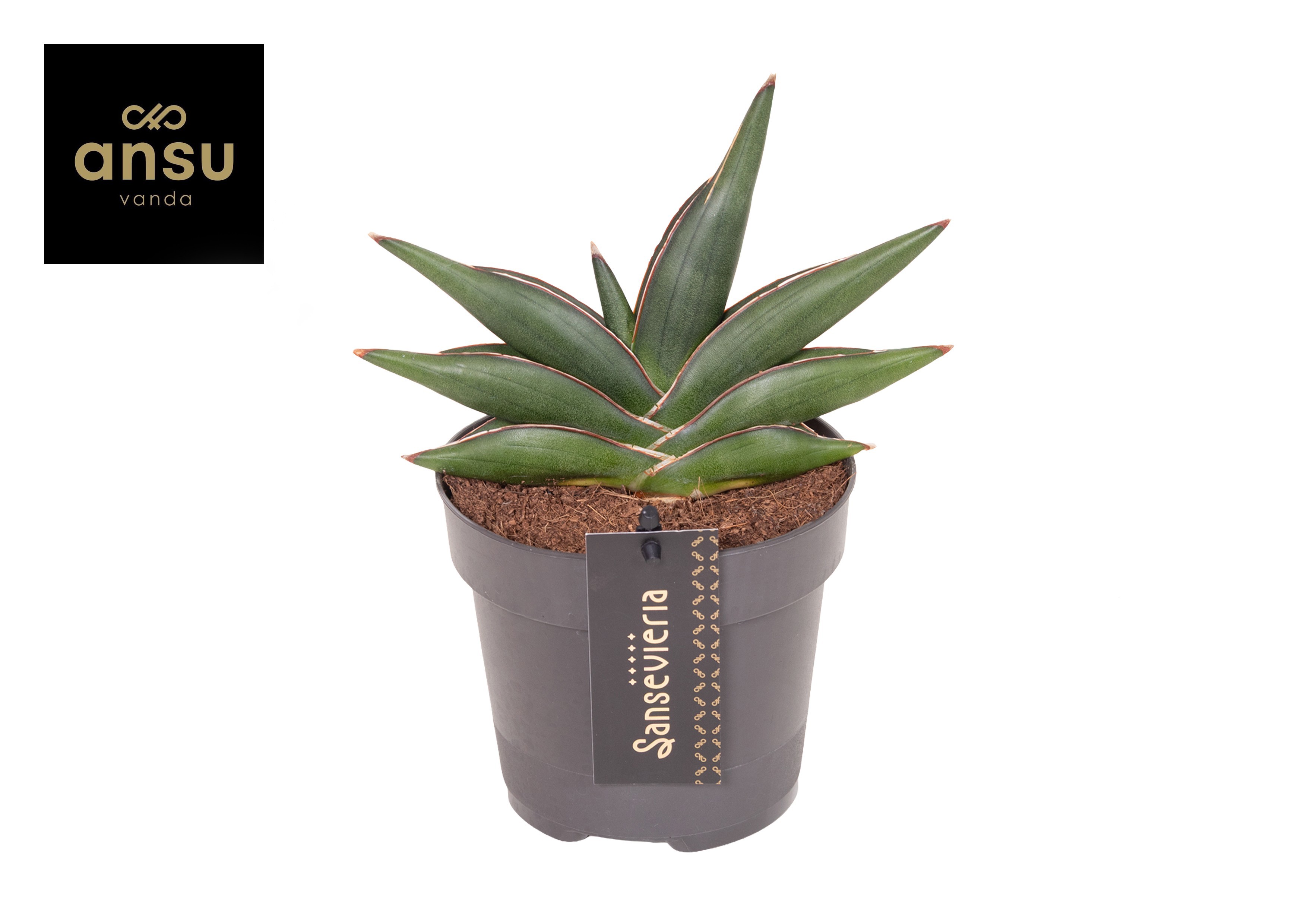 Горшечные цветы и растения оптом Sansevieria Almond Jade No. 4 от 10шт из Голландии с доставкой по России