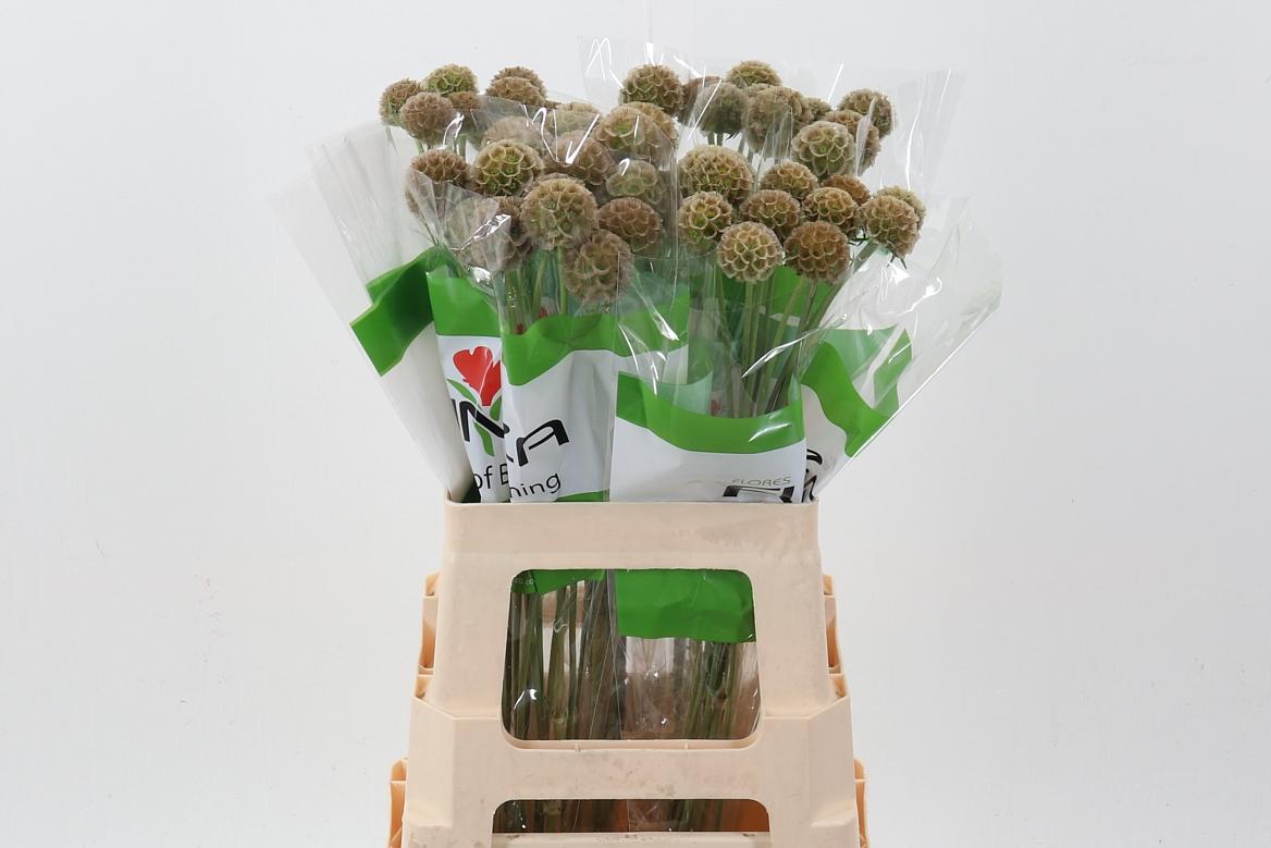 Срезанные цветы оптом Scabiosa stellata от 50шт из Голландии с доставкой по России