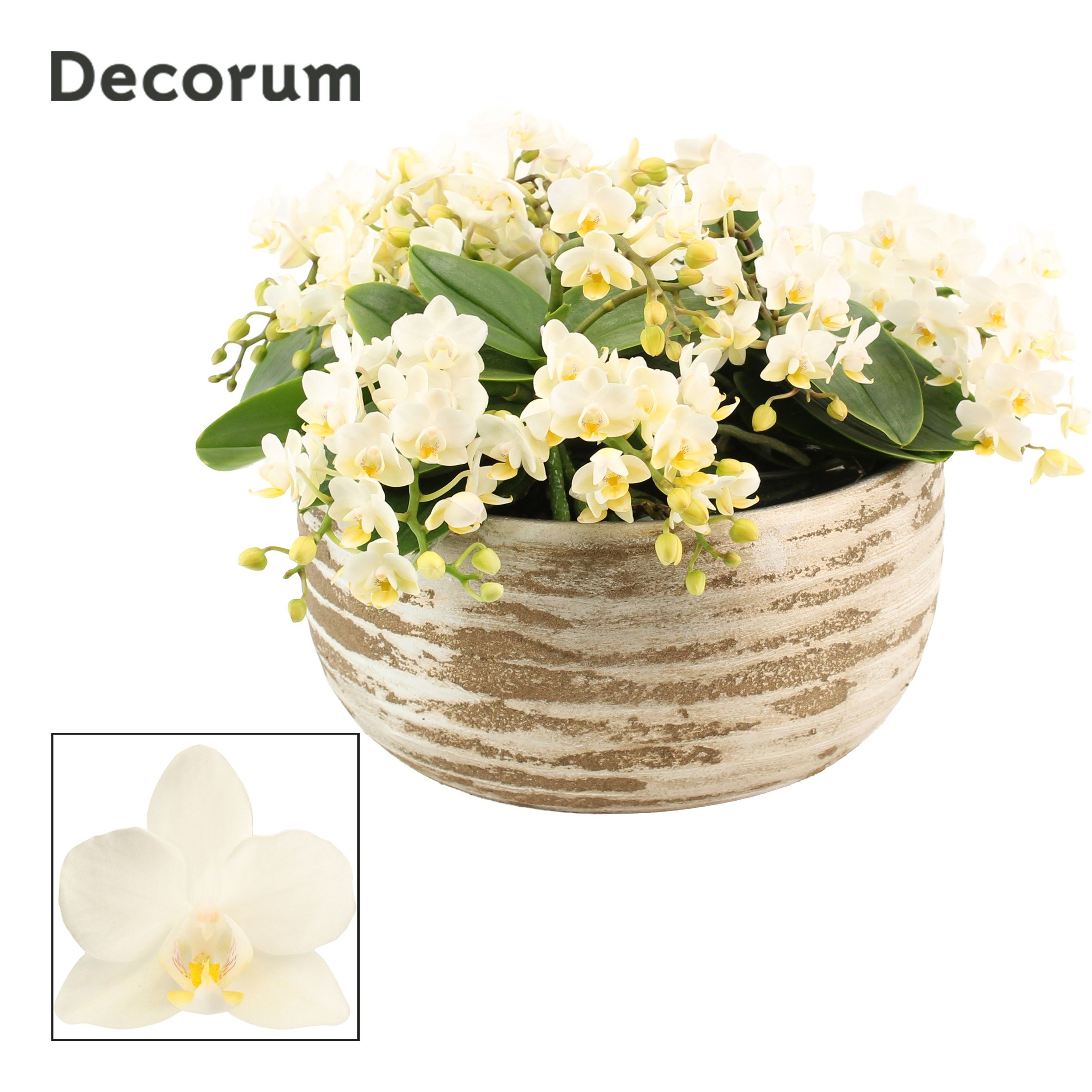 Горшечные цветы и растения оптом Phal Mf An Nazare от 1шт' из Голландии с доставкой по России