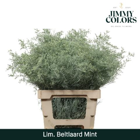 Срезанные цветы оптом Limonium beltlaard paint mint от 25шт из Голландии с доставкой по России