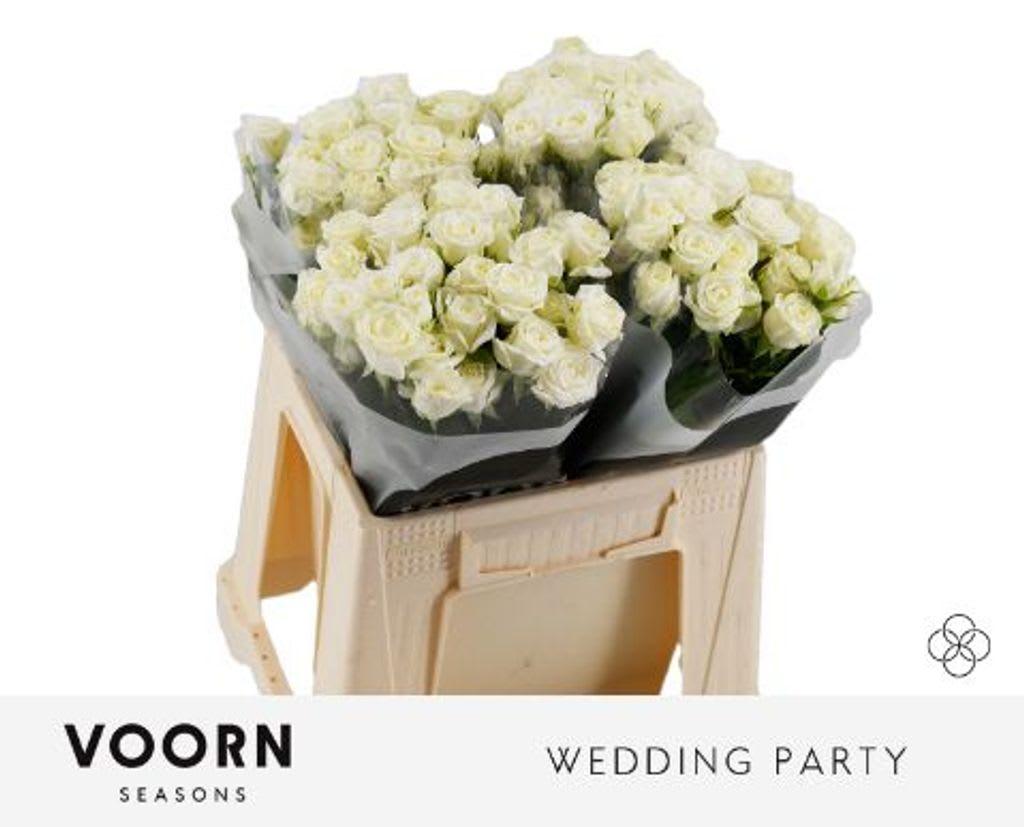 Срезанные цветы оптом Rosa spray wedding party от 40шт из Голландии с доставкой по России