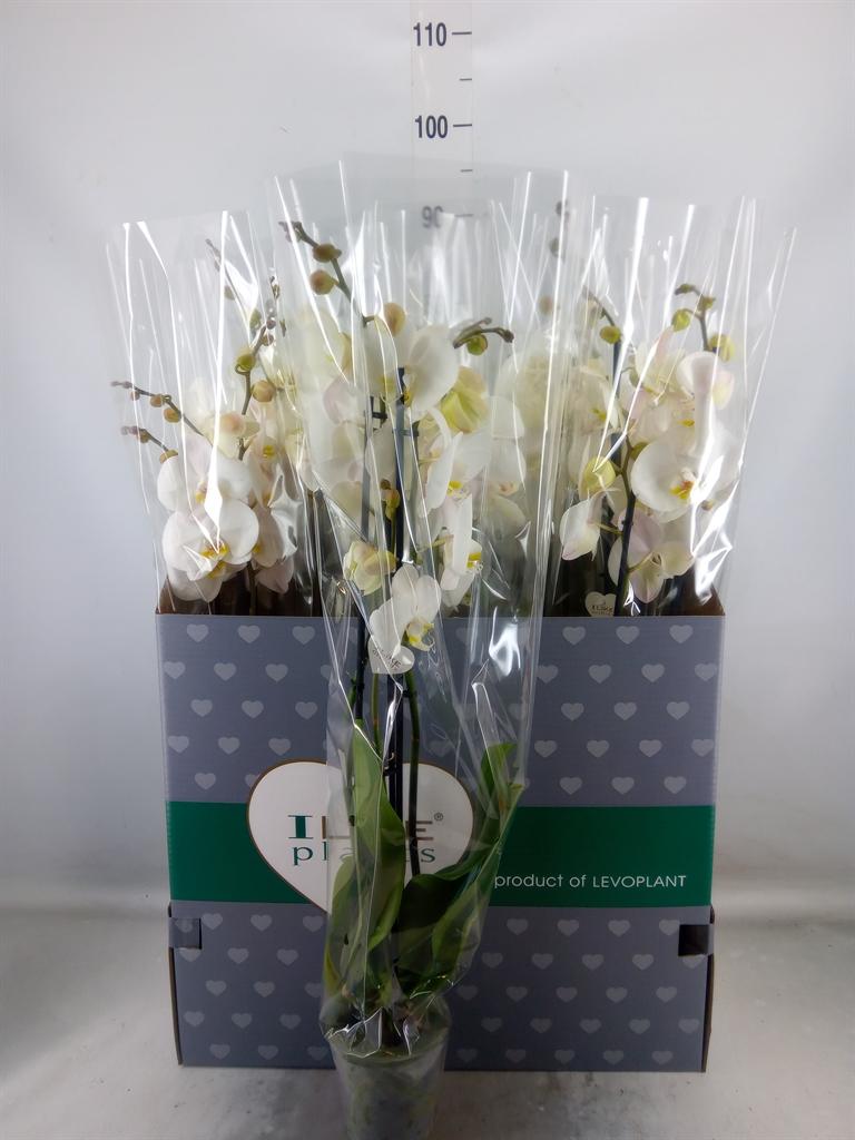 Горшечные цветы и растения оптом Phalaenopsis   ...white от 12шт из Голландии с доставкой по России