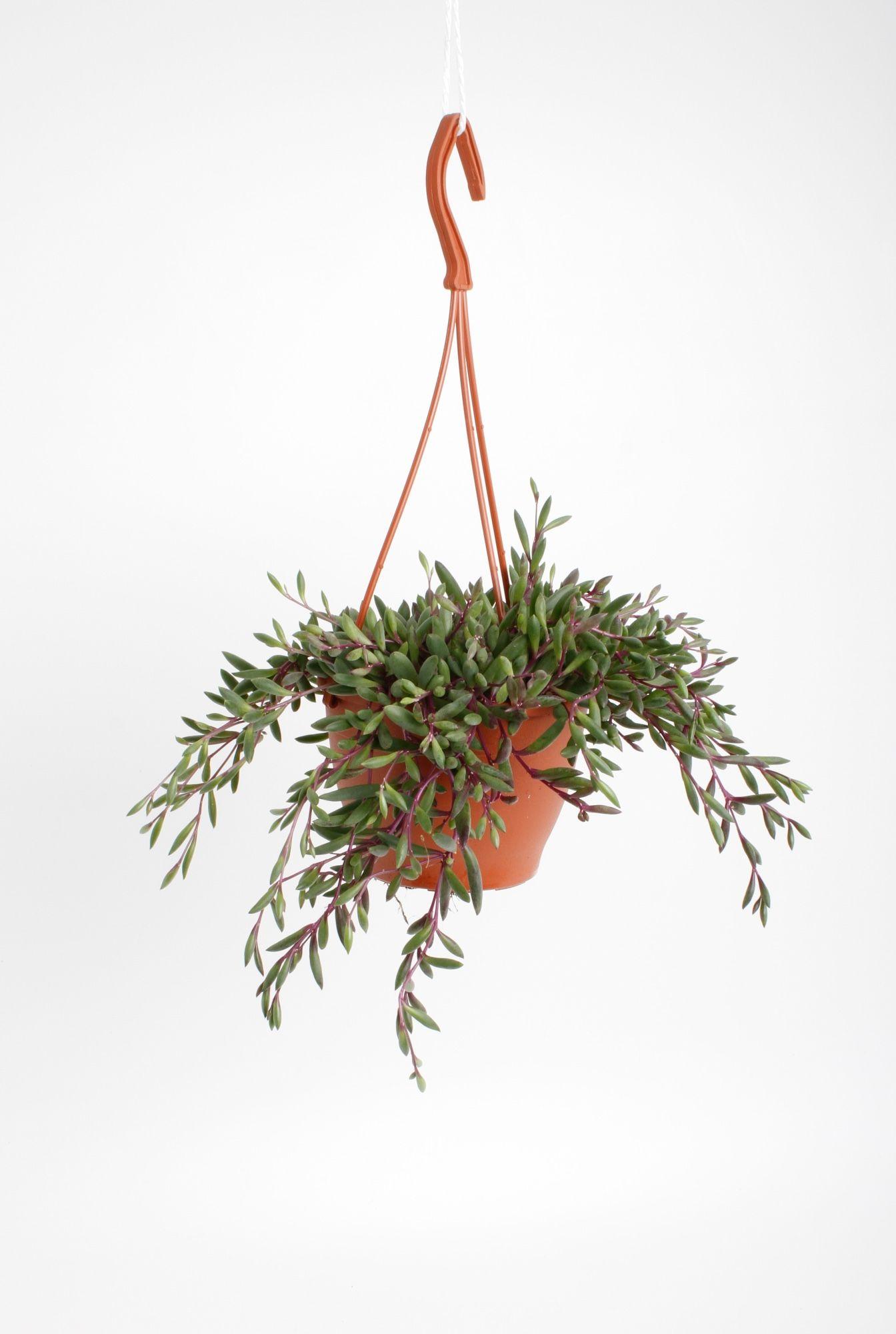 Горшечные цветы и растения оптом Senec H Purple Flush от 6шт из Голландии с доставкой по России