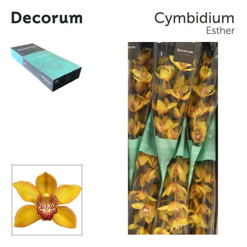 Срезанные цветы оптом Cymbidium yellow river esther от 6шт из Голландии с доставкой по России