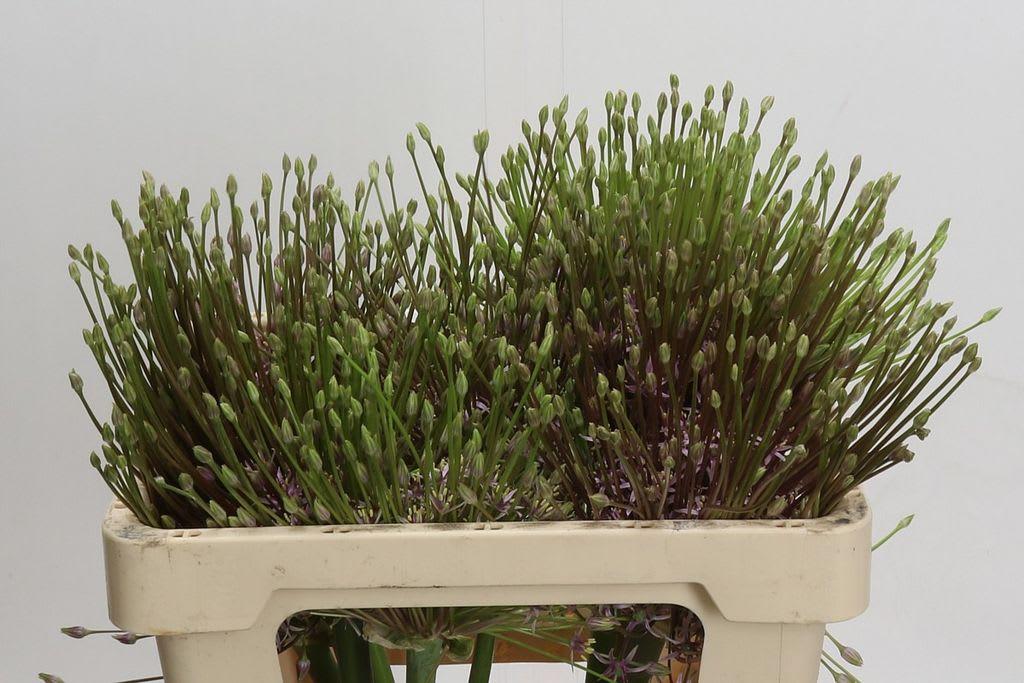 Срезанные цветы оптом Allium schubertii от 9шт из Голландии с доставкой по России