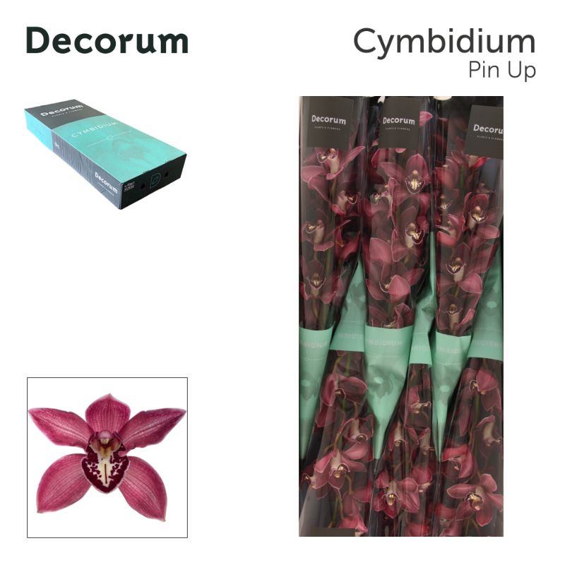 Срезанные цветы оптом Cymbidium pink pin-up от 6шт из Голландии с доставкой по России