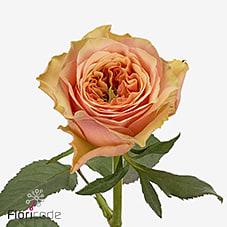 Срезанные цветы оптом Rosa large victoria park от 50шт из Голландии с доставкой по России