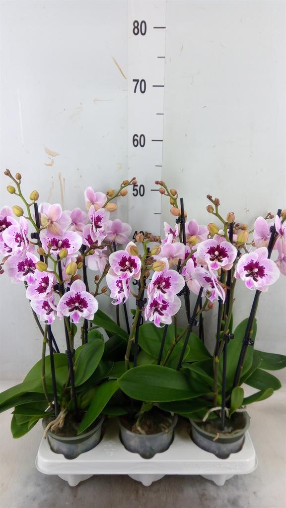 Горшечные цветы и растения оптом Phalaenopsis   ... от 6шт из Голландии с доставкой по России