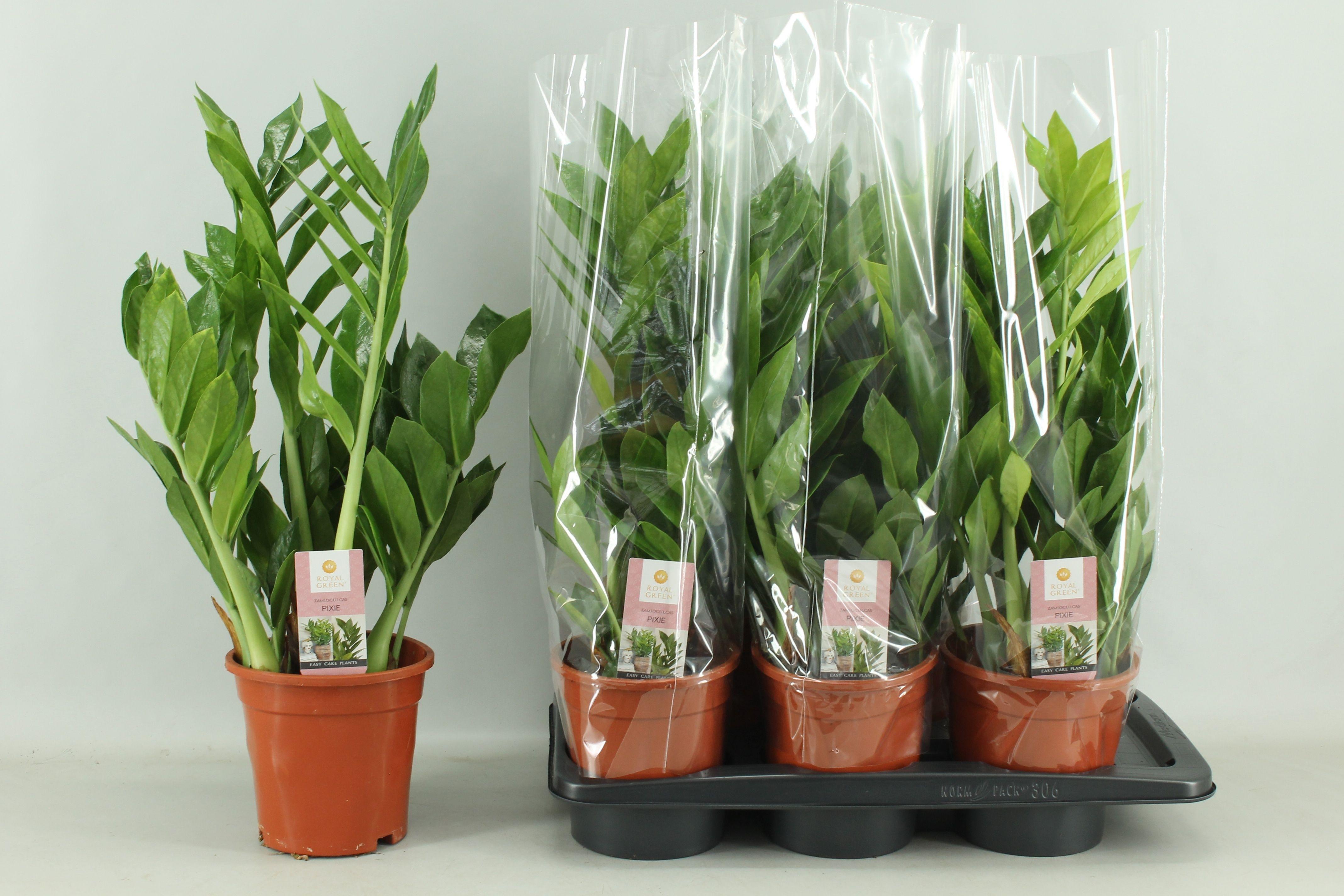 Горшечные цветы и растения оптом Zamio Pixie от 6шт из Голландии с доставкой по России