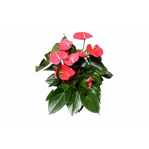 Горшечные цветы и растения оптом Anth An Arisa Pink 6+ от 6шт из Голландии с доставкой по России