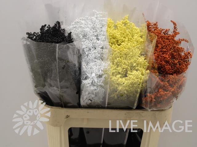 Срезанные цветы оптом Solidago paint halloween от 100шт из Голландии с доставкой по России