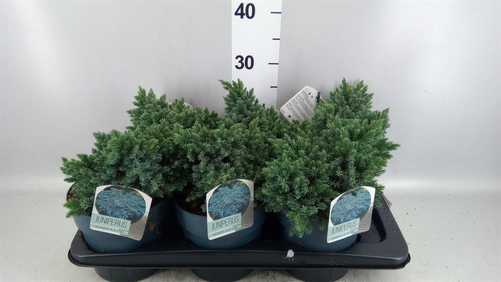 Горшечные цветы и растения оптом Juniperus Squa Blue Star от 6шт из Голландии с доставкой по России