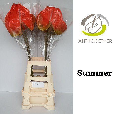 Срезанные цветы оптом Anthurium avo summer от 20шт из Голландии с доставкой по России