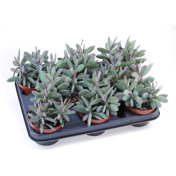 Горшечные цветы и растения оптом Senecio Crasissimus от 8шт из Голландии с доставкой по России