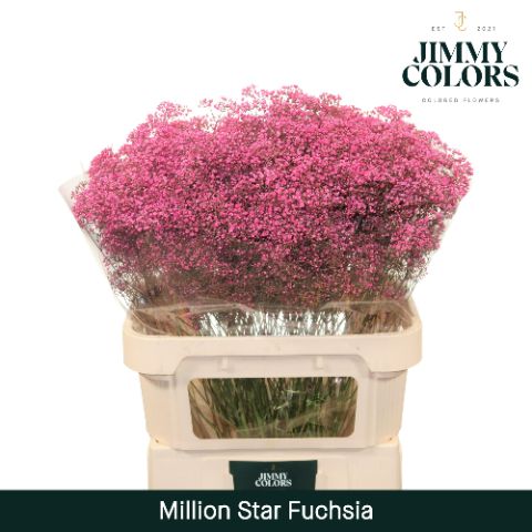 Срезанные цветы оптом Gyps fine paint fuchsia от 50шт из Голландии с доставкой по России