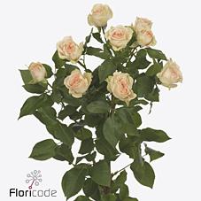 Срезанные цветы оптом Rosa spray sancerre от 60шт из Голландии с доставкой по России