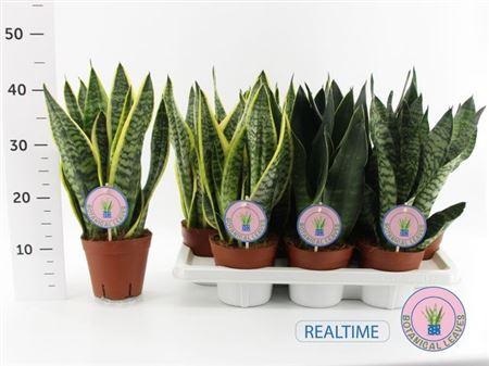 Горшечные цветы и растения оптом Sansev Trifascia Gem от 7шт из Голландии с доставкой по России