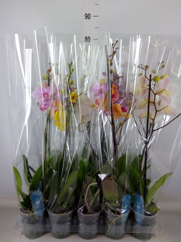 Горшечные цветы и растения оптом Phalaenopsis   ...mix  5 от 10шт' из Голландии с доставкой по России