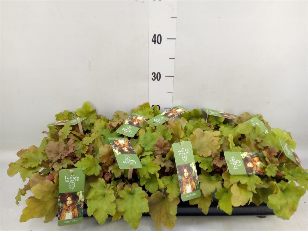 Горшечные цветы и растения оптом Heuchera   ... от 10шт из Голландии с доставкой по России