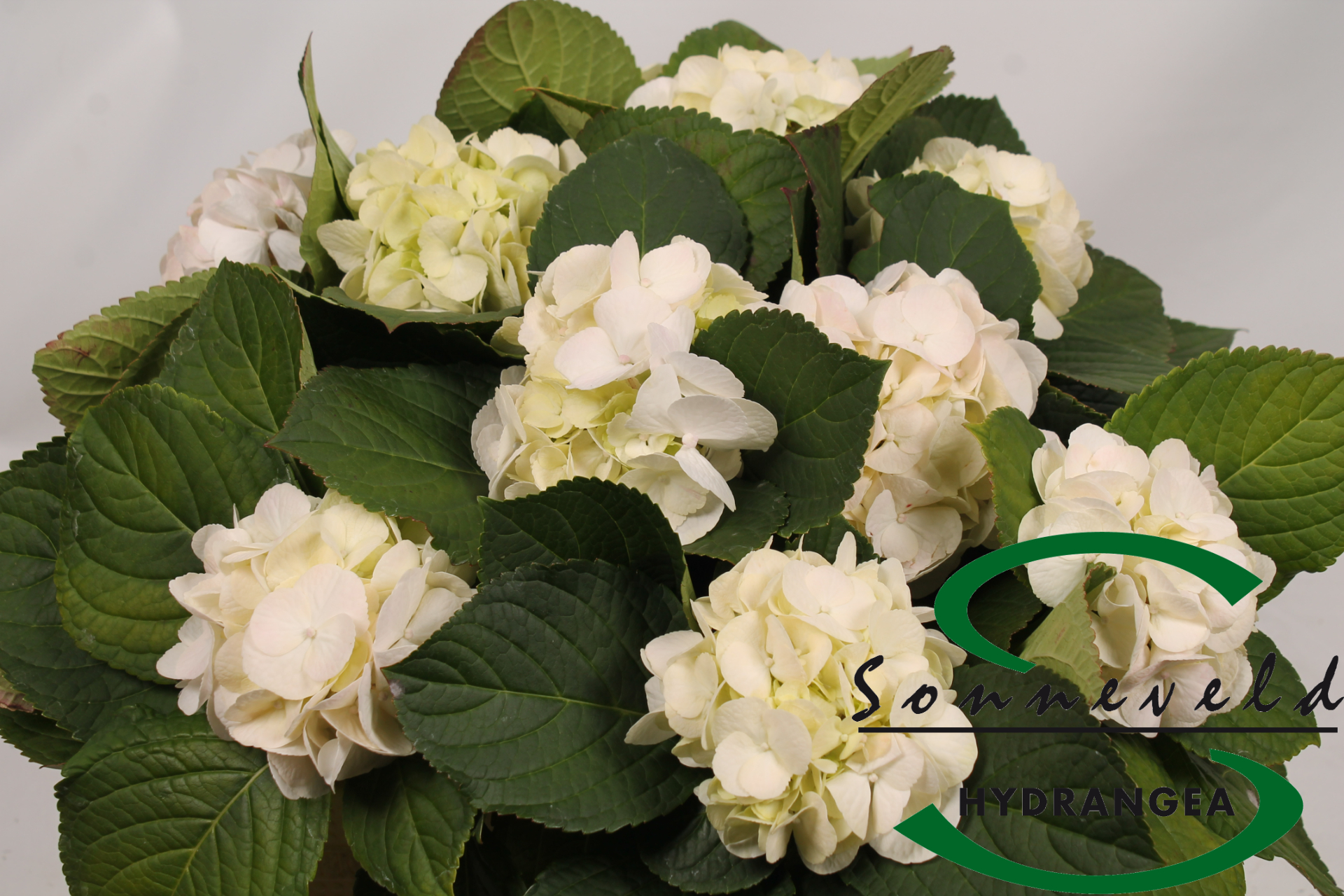 Срезанные цветы оптом Hydrangea white pink от 10шт из Голландии с доставкой по России