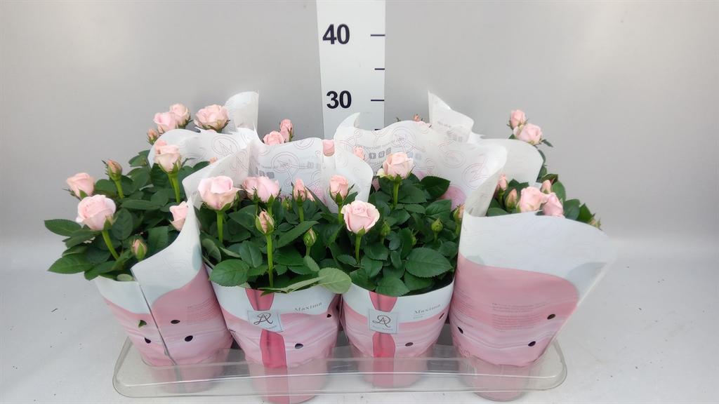Горшечные цветы и растения оптом Rosa amorosa Infinity Soft Pink от 8шт из Голландии с доставкой по России