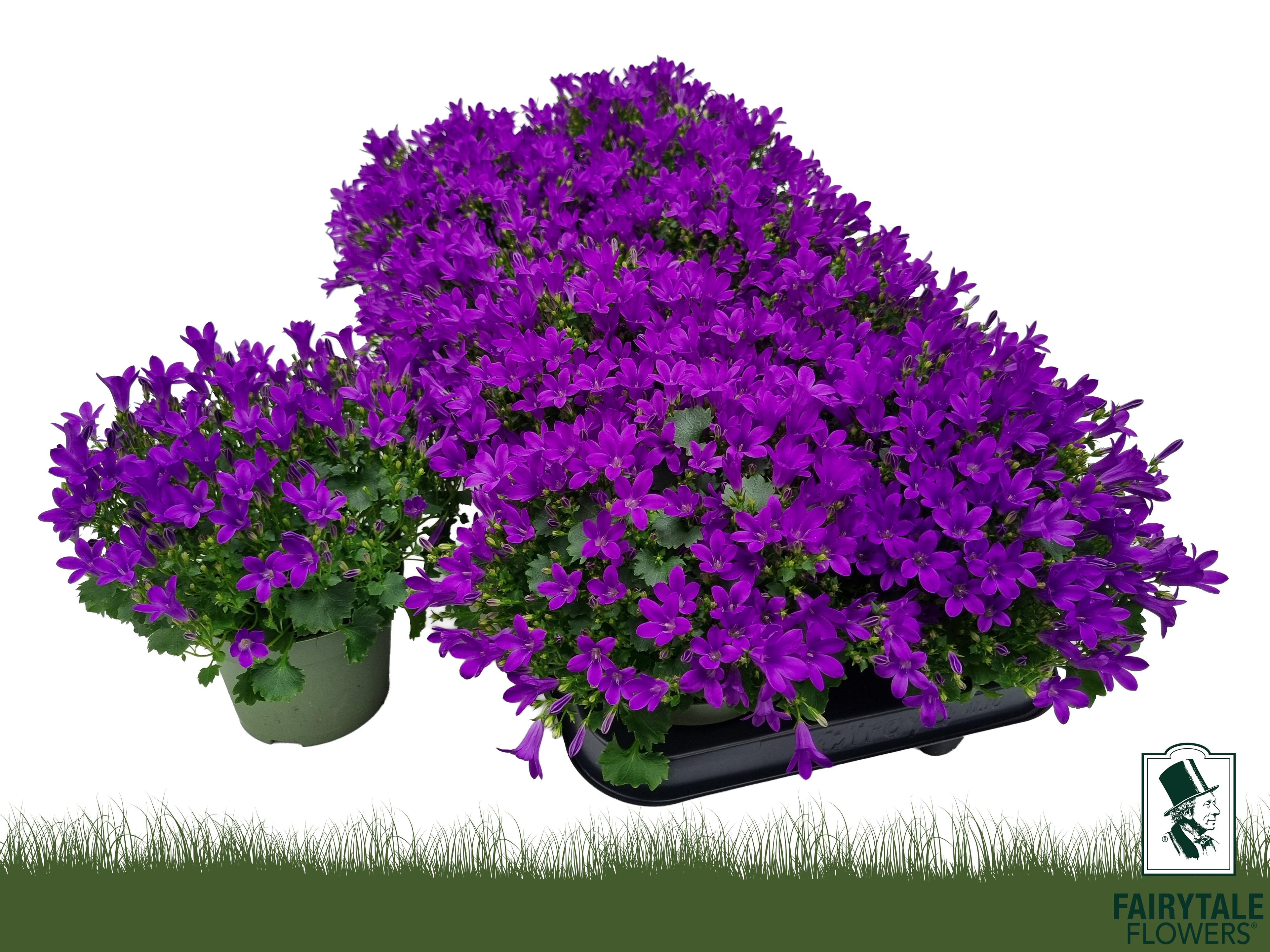 Горшечные цветы и растения оптом Camp Por Blu Get Mee от 10шт (для телеги) из Голландии с доставкой по России