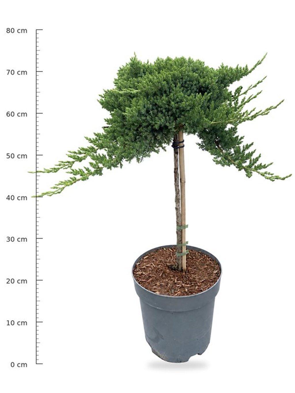 Горшечные цветы и растения оптом Juniperus Proc Nana On Stem от 1шт из Голландии с доставкой по России